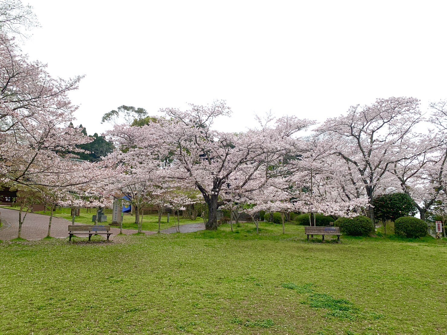 美術館側の桜1