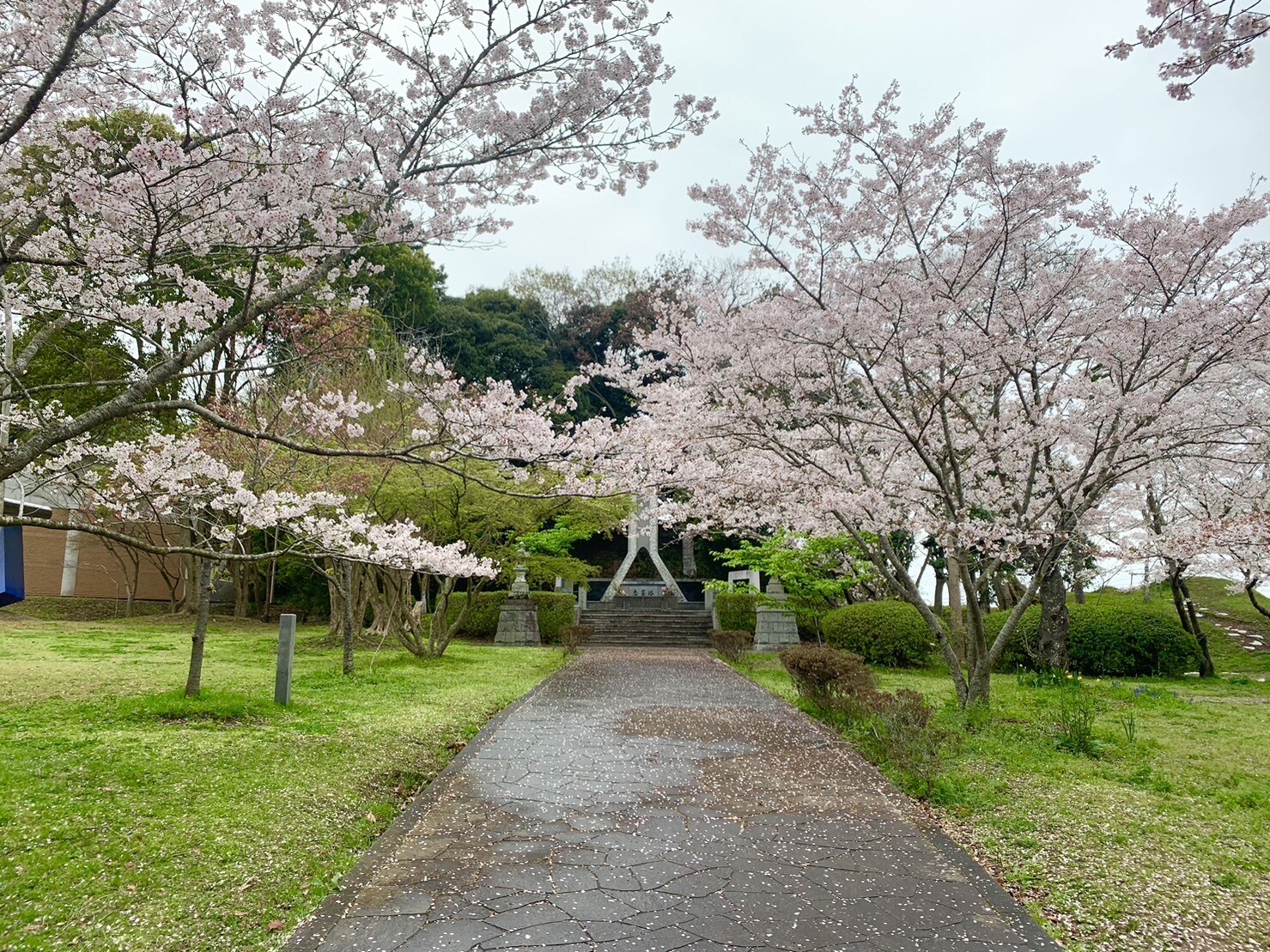 忠霊塔付近の桜