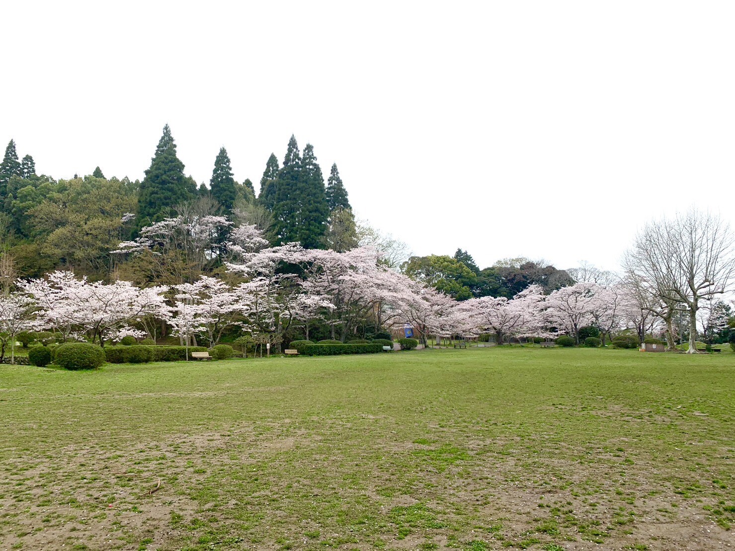 第2広場の桜