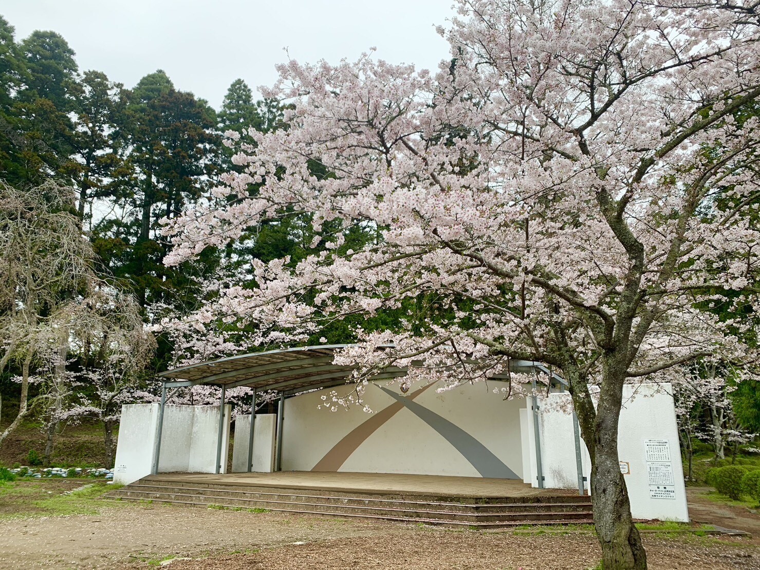 ステージ付近の桜2