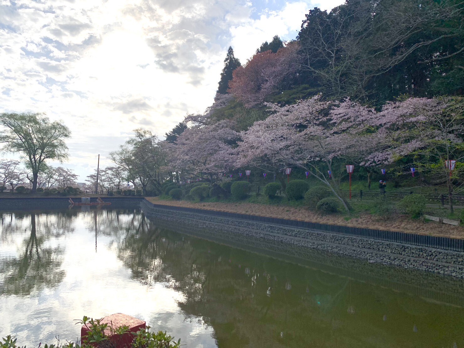 弁天湖周辺の桜