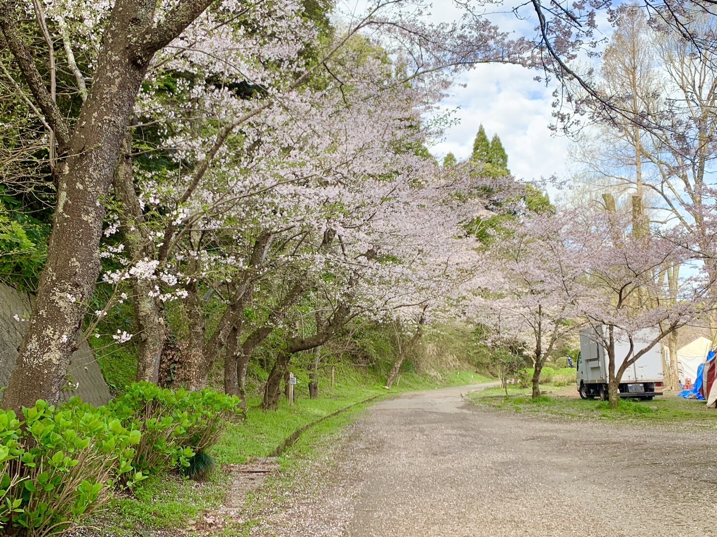 園路の桜