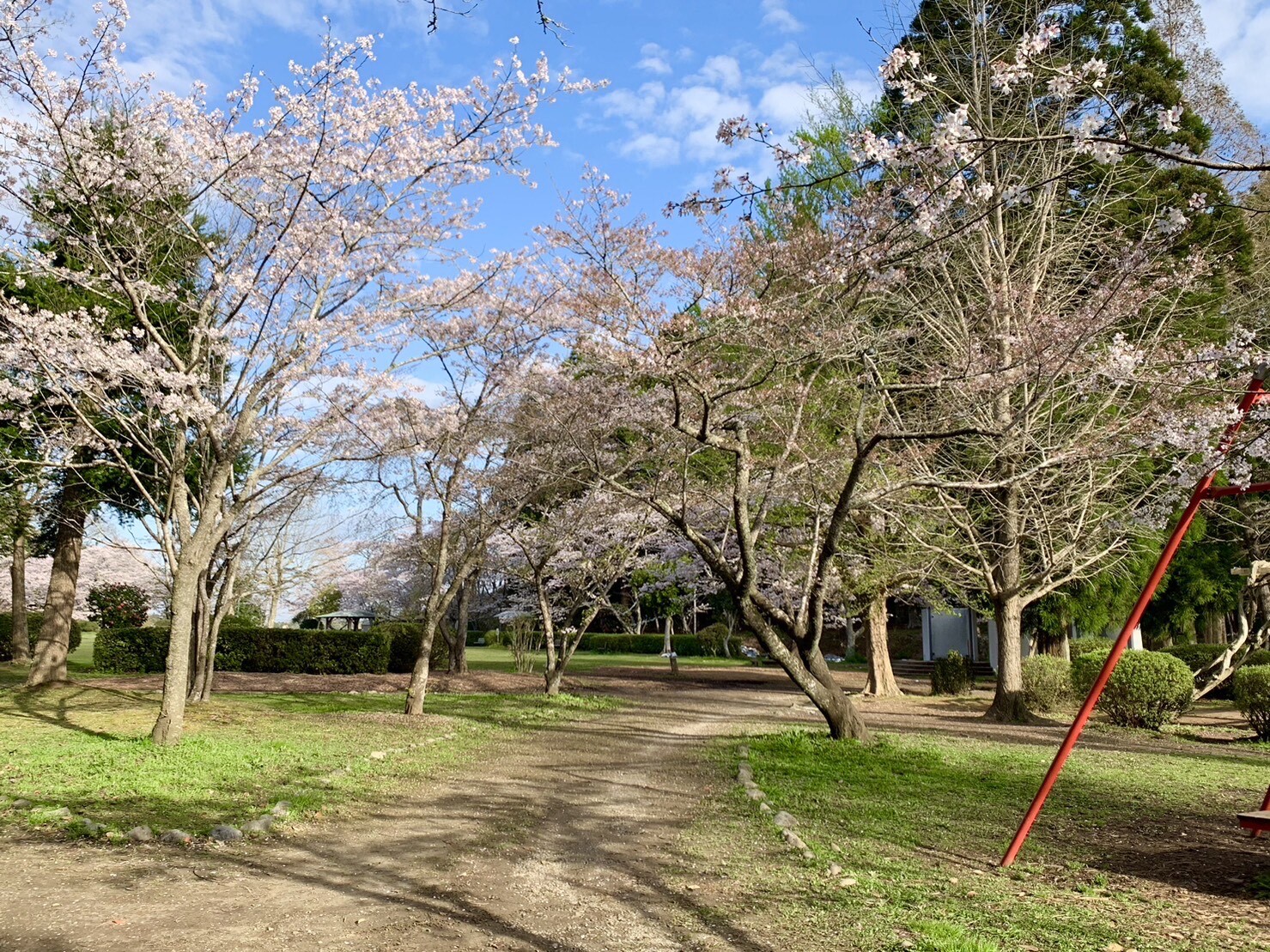ステージ付近の桜1