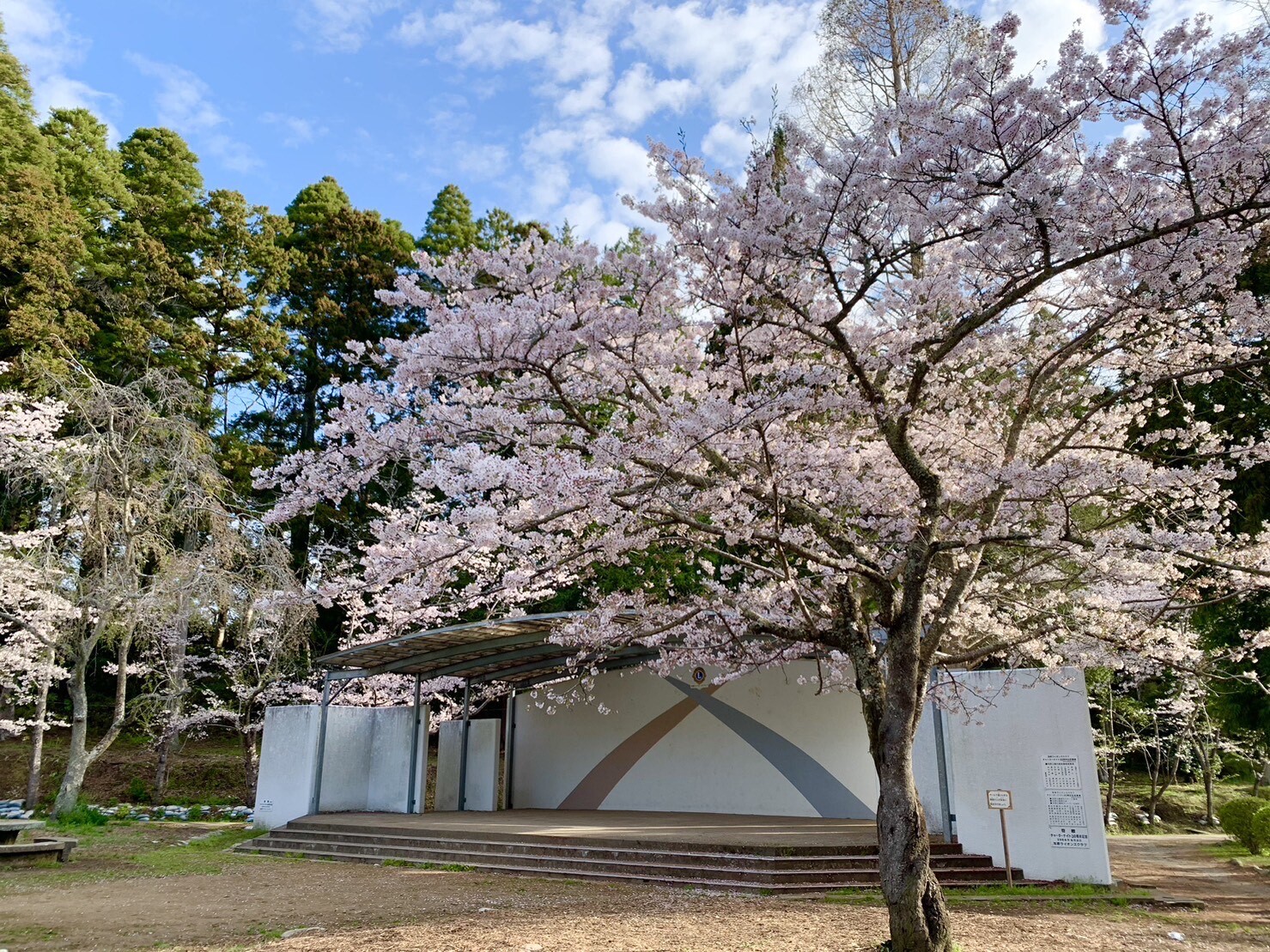 ステージ付近の桜2