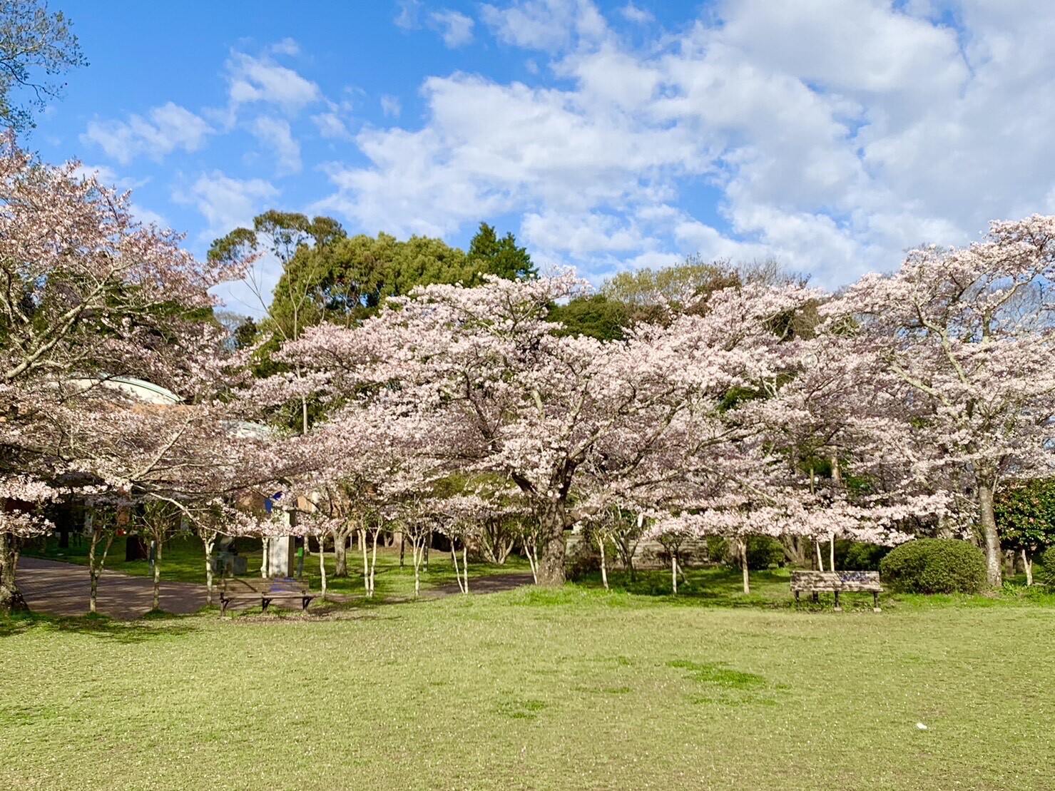 美術館側の桜1