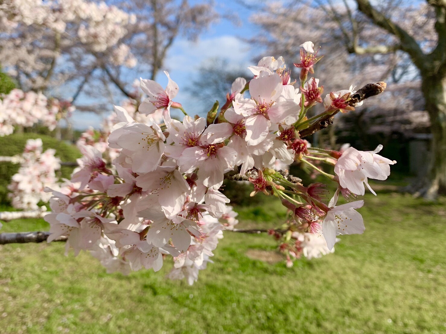 美術館側の桜2