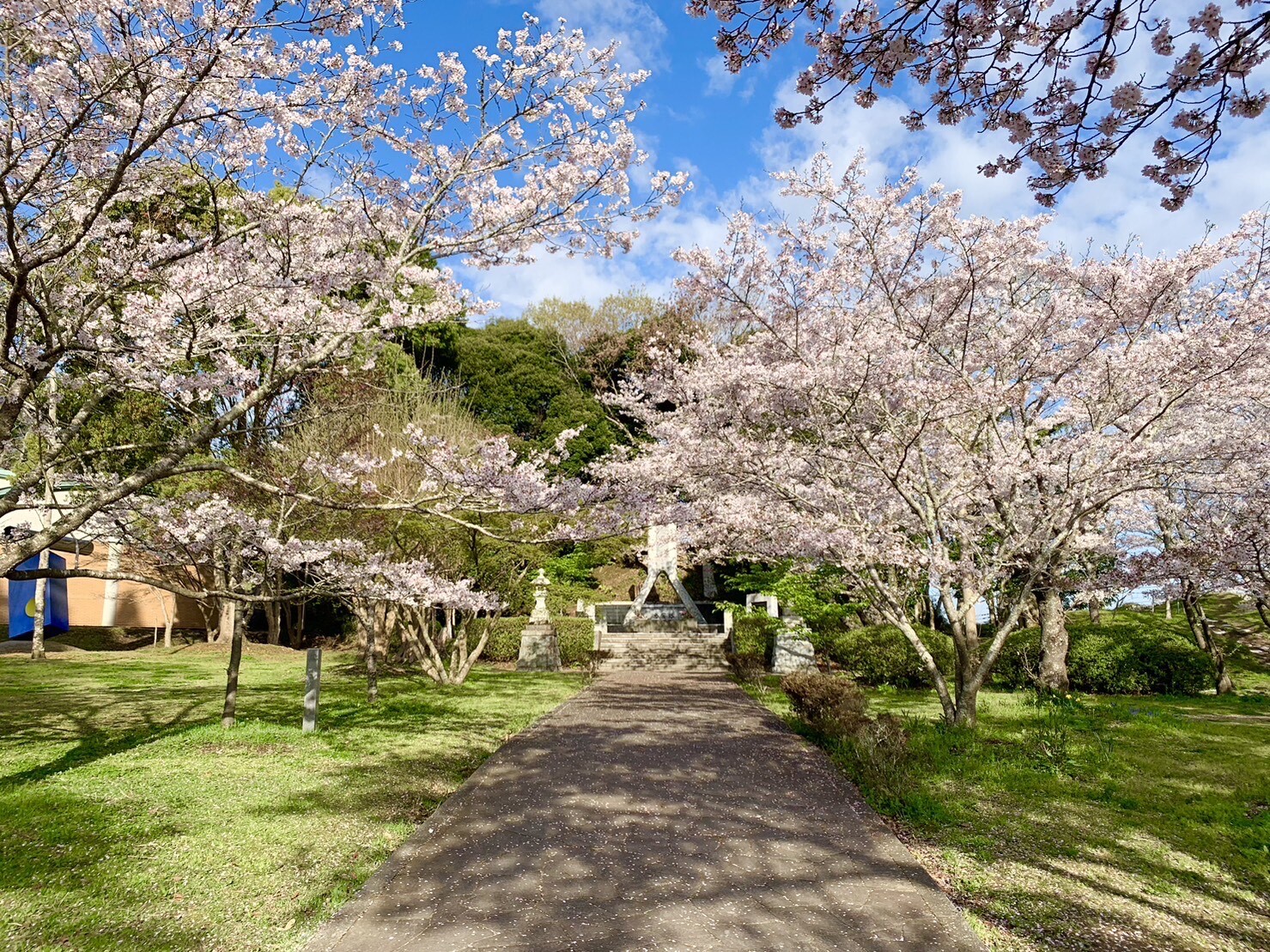 忠霊塔付近の桜