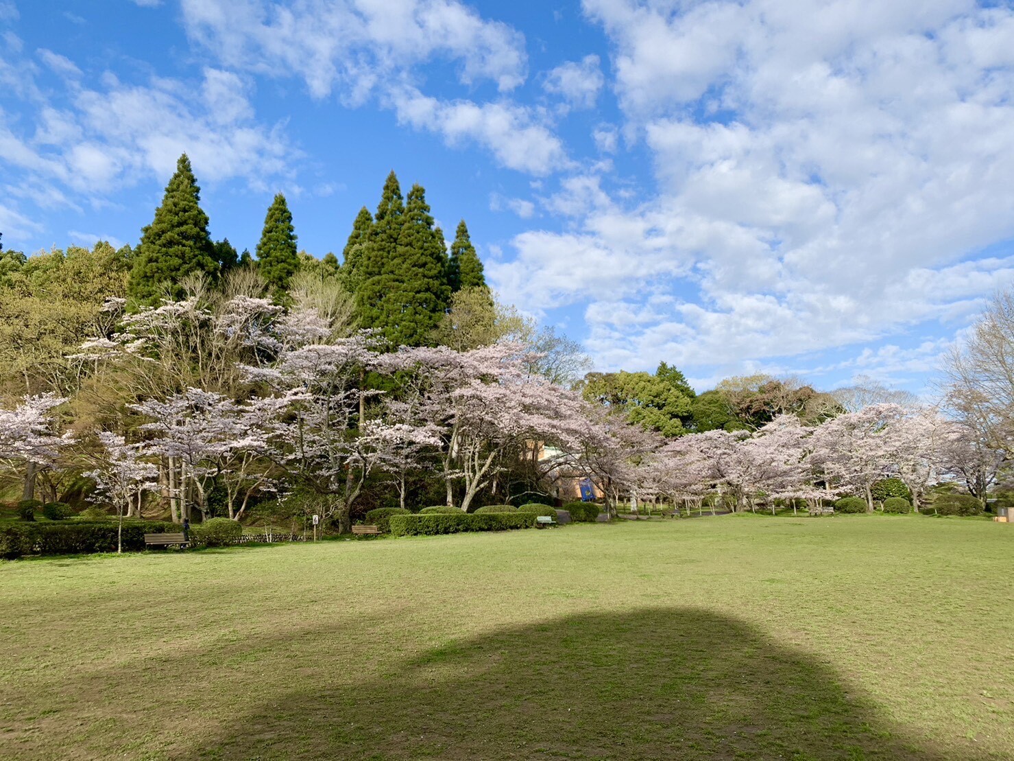 第2広場の桜