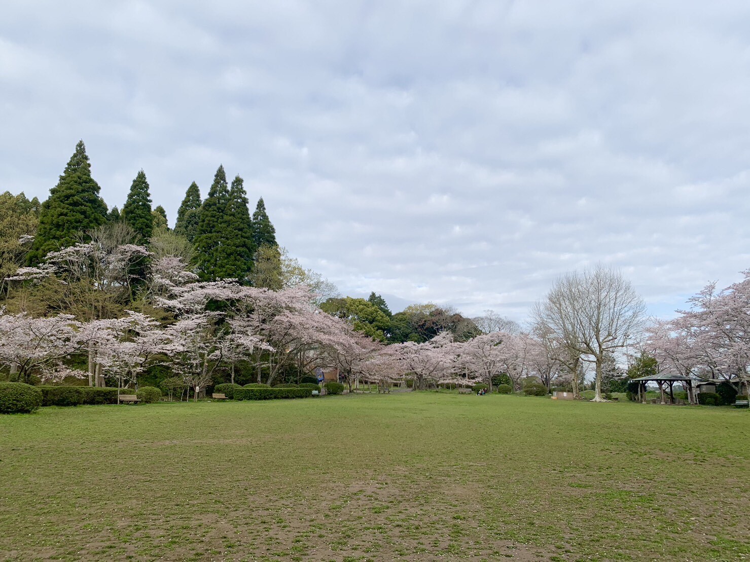 第2広場の桜