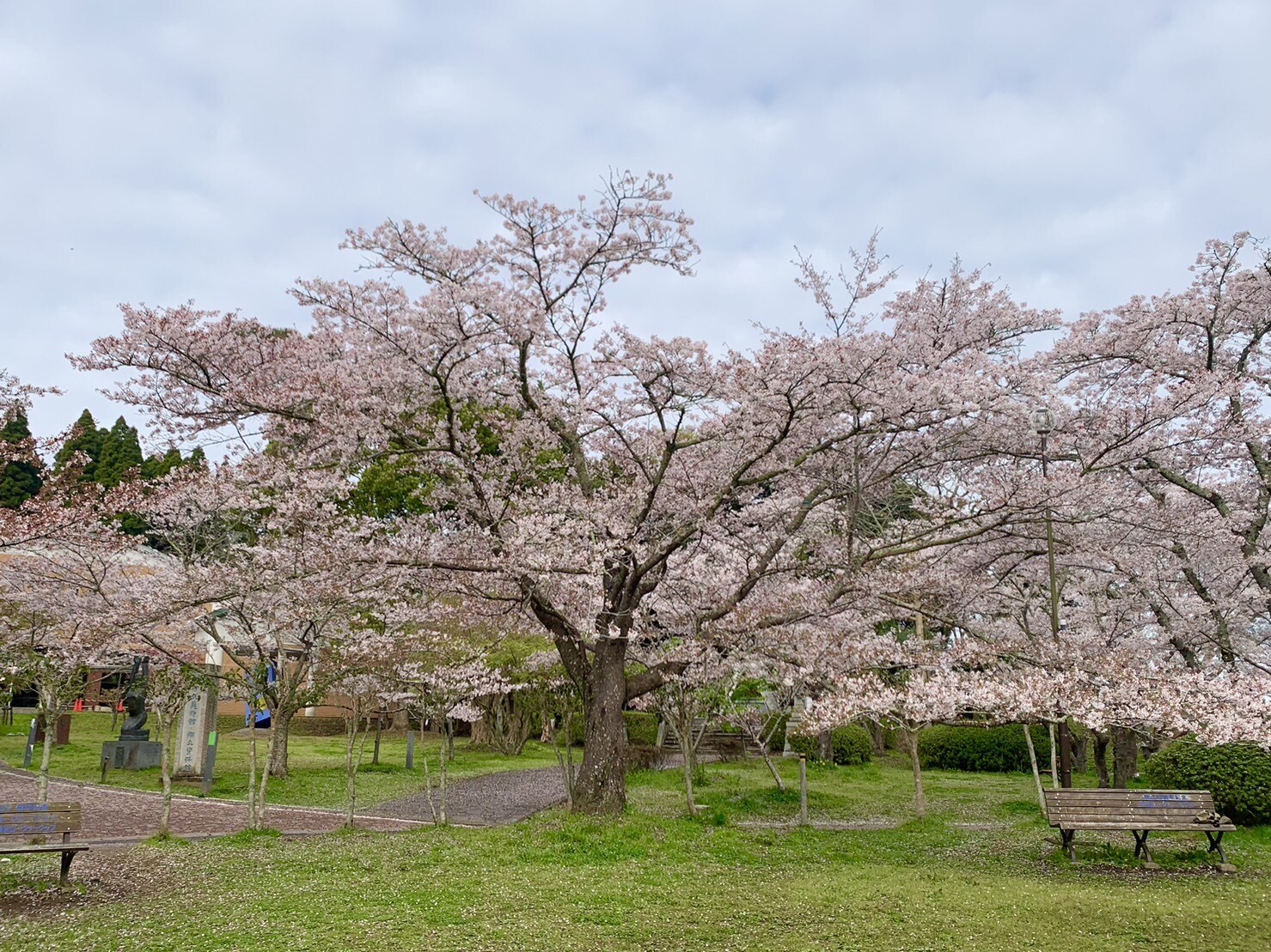 美術館側の桜