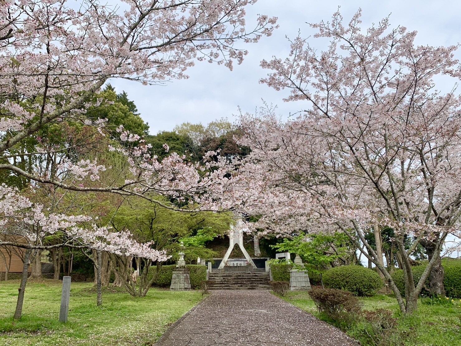 忠霊塔付近の桜1