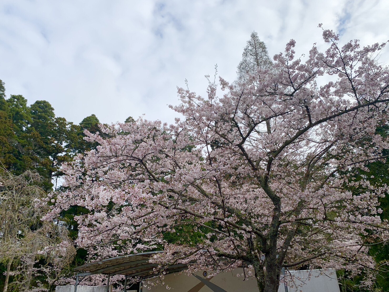 ステージ付近の桜2