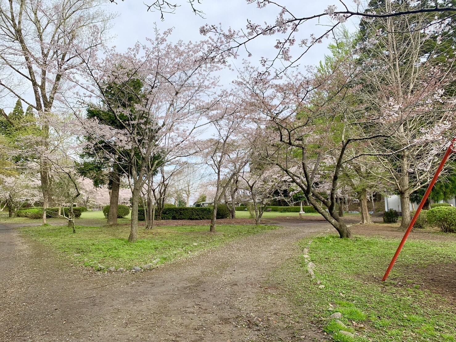 ステージ付近の桜1