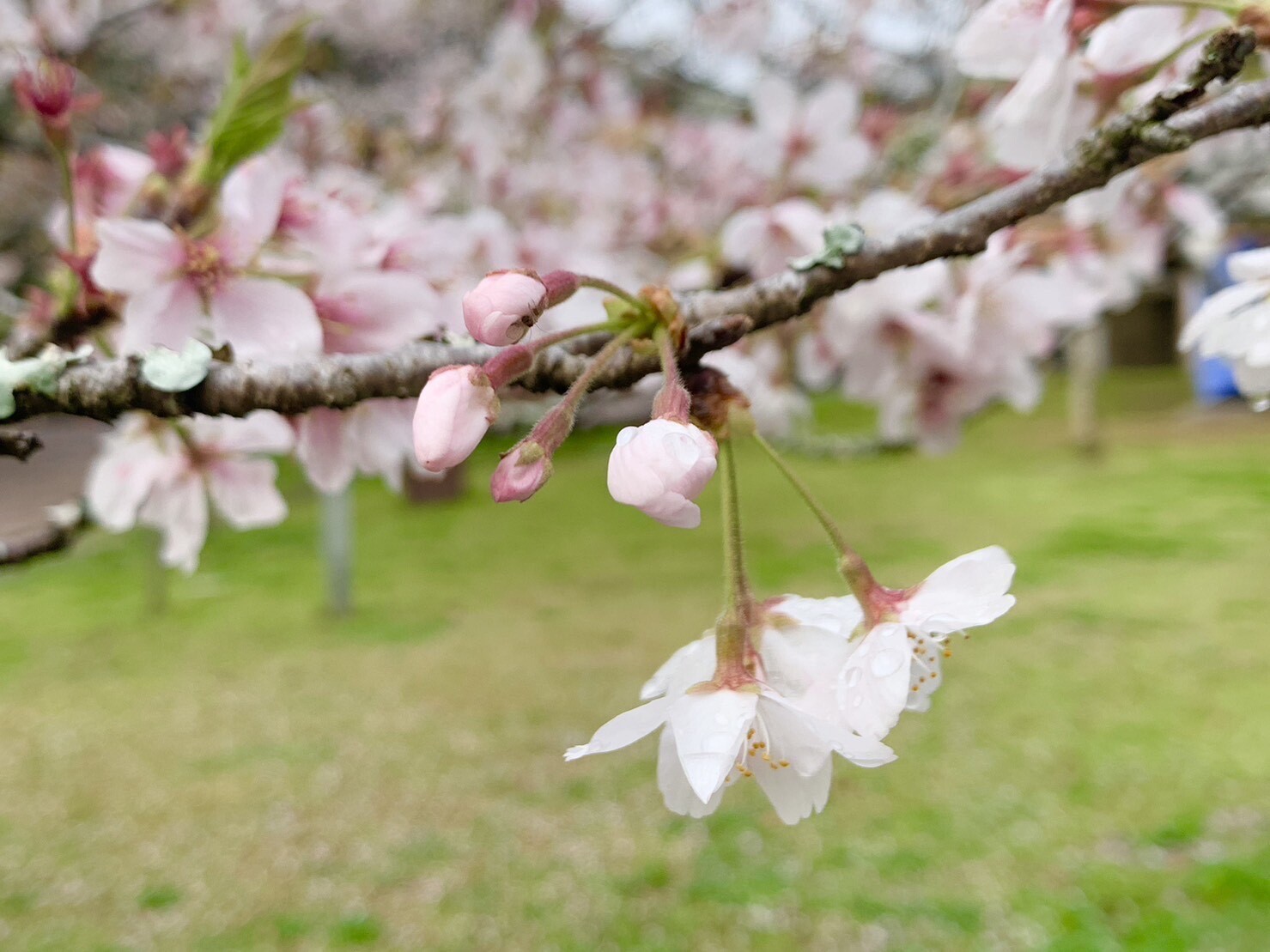 忠霊塔付近の桜2