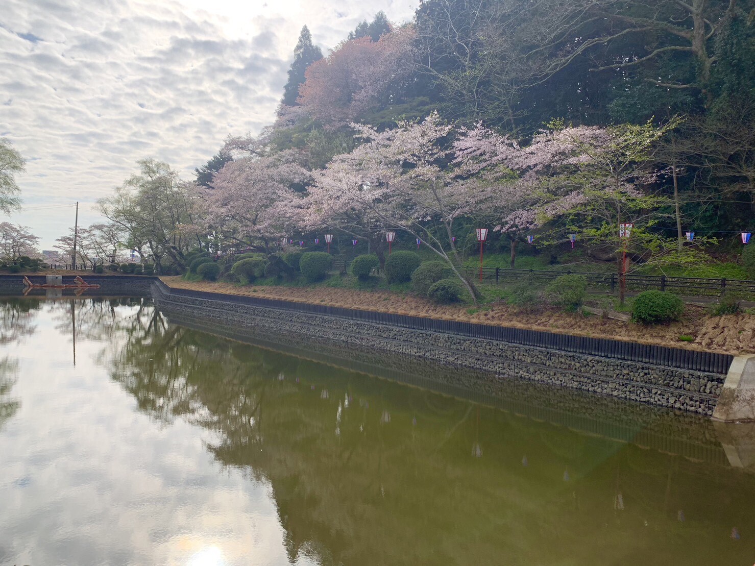 弁天湖周辺の桜