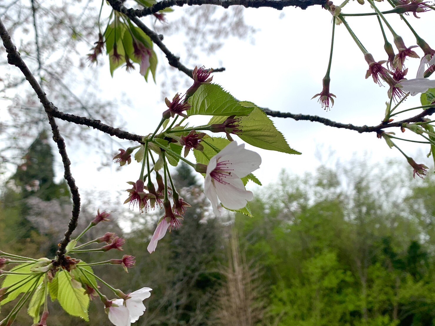 園路の桜2