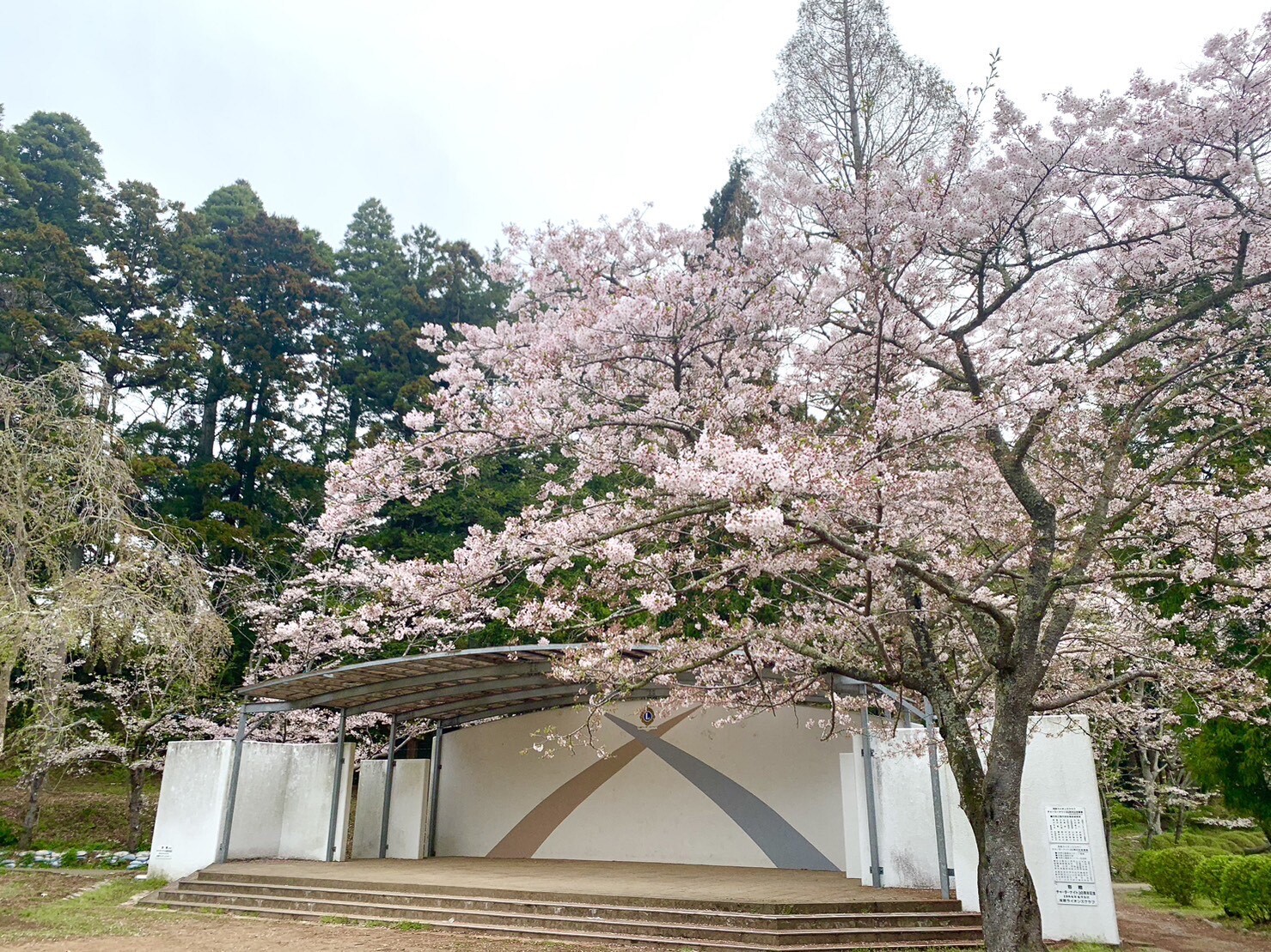 ステージ付近の桜2