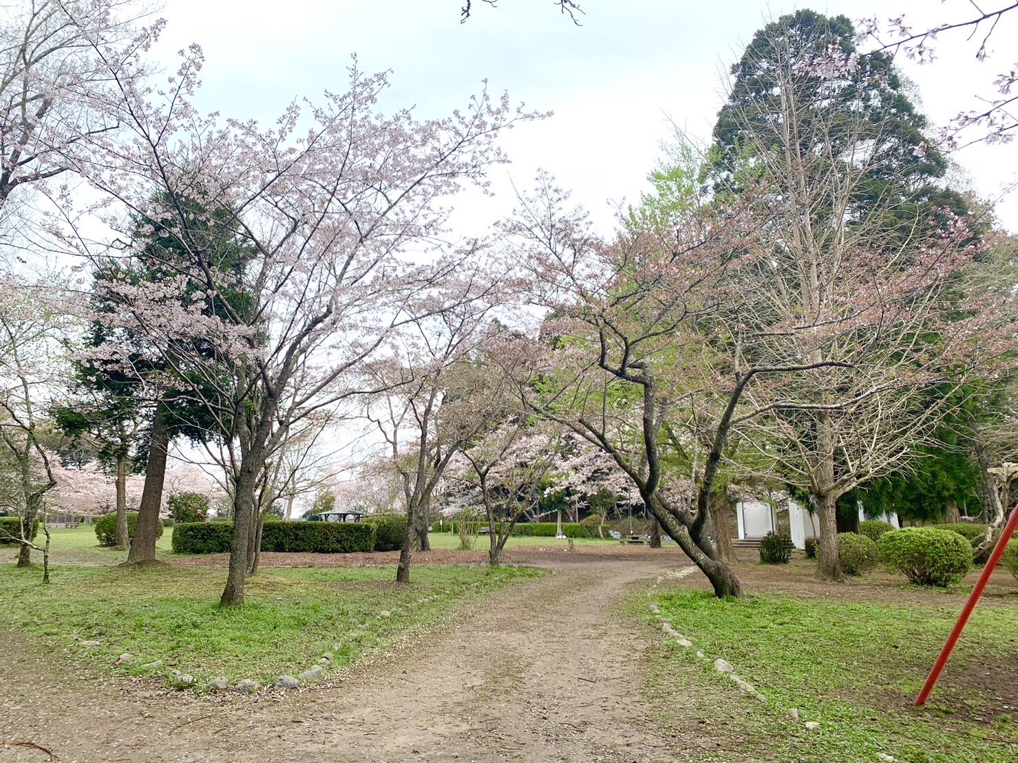 ステージ付近の桜1