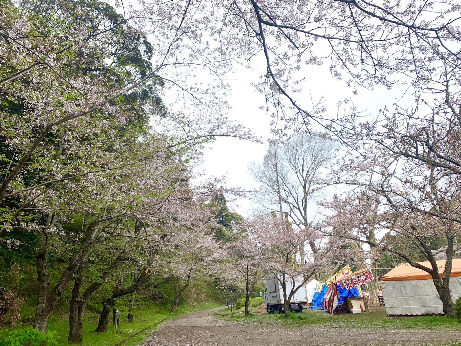 園路の桜