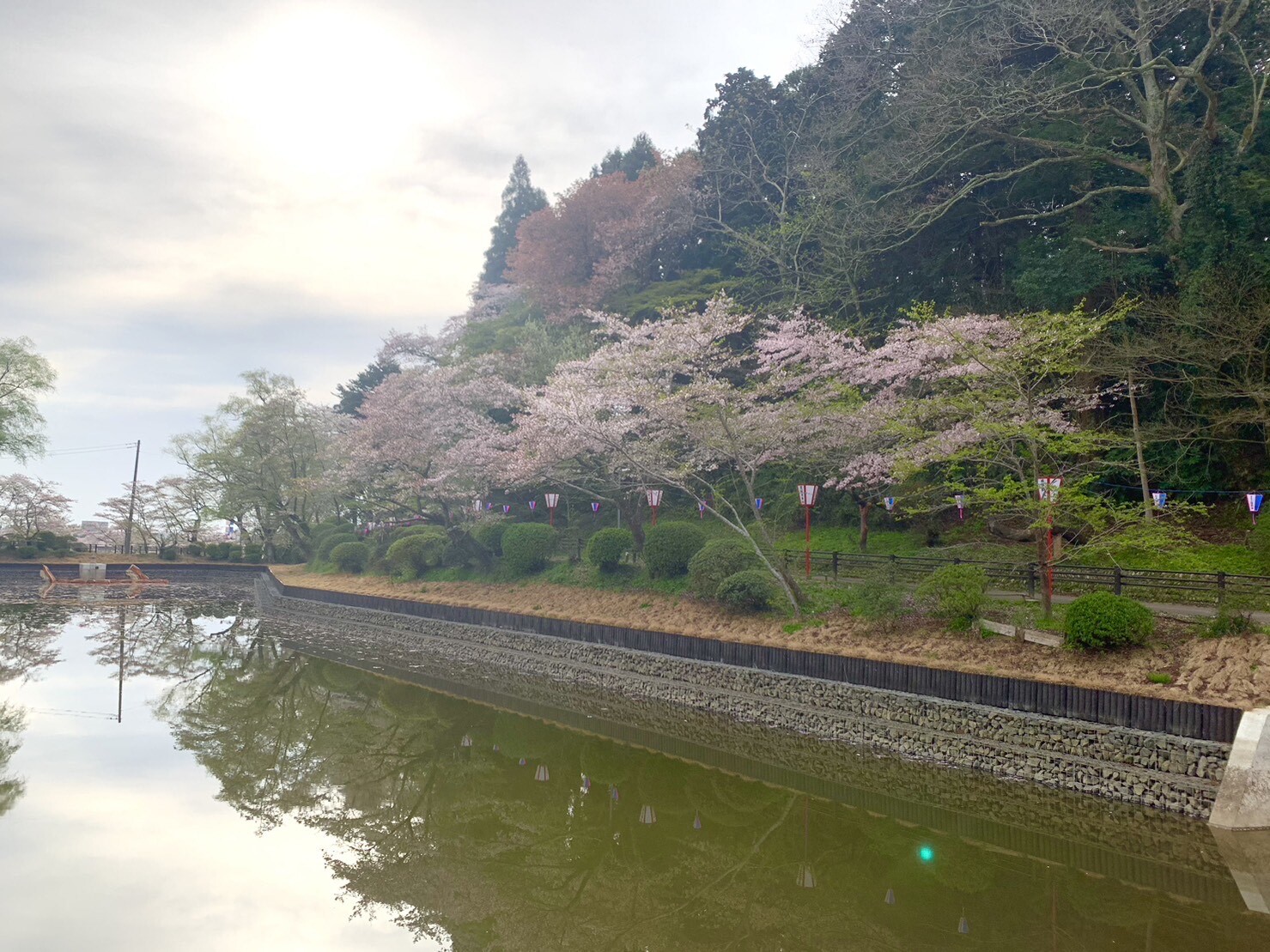 弁天湖周辺の桜