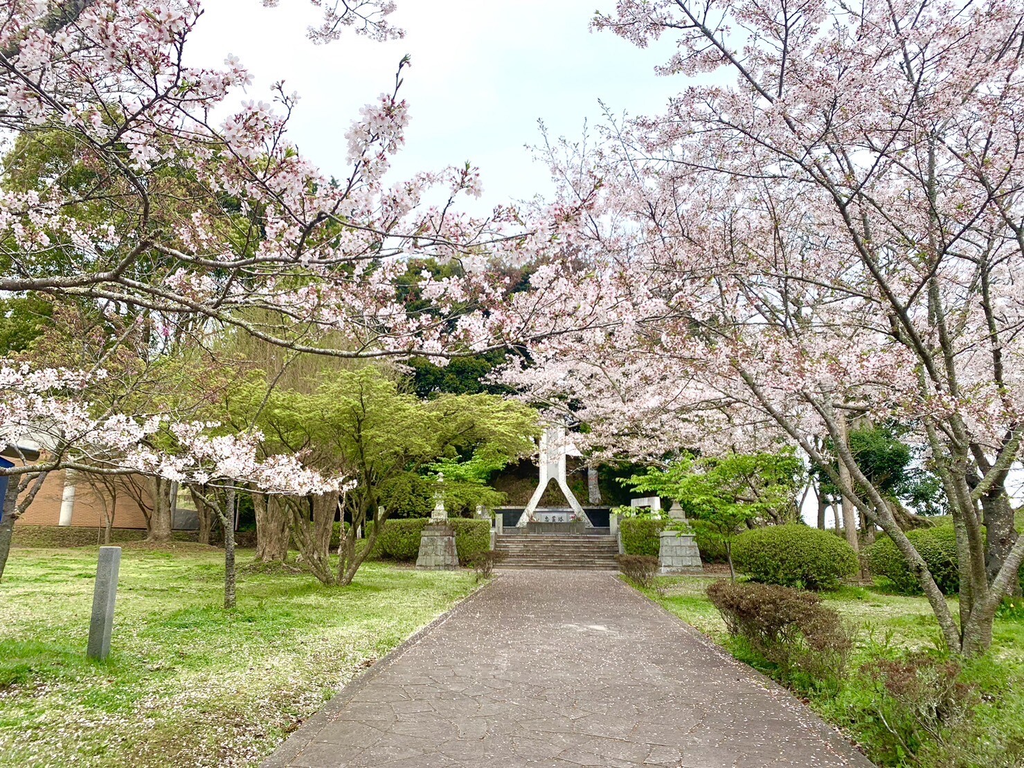 忠霊塔付近の桜