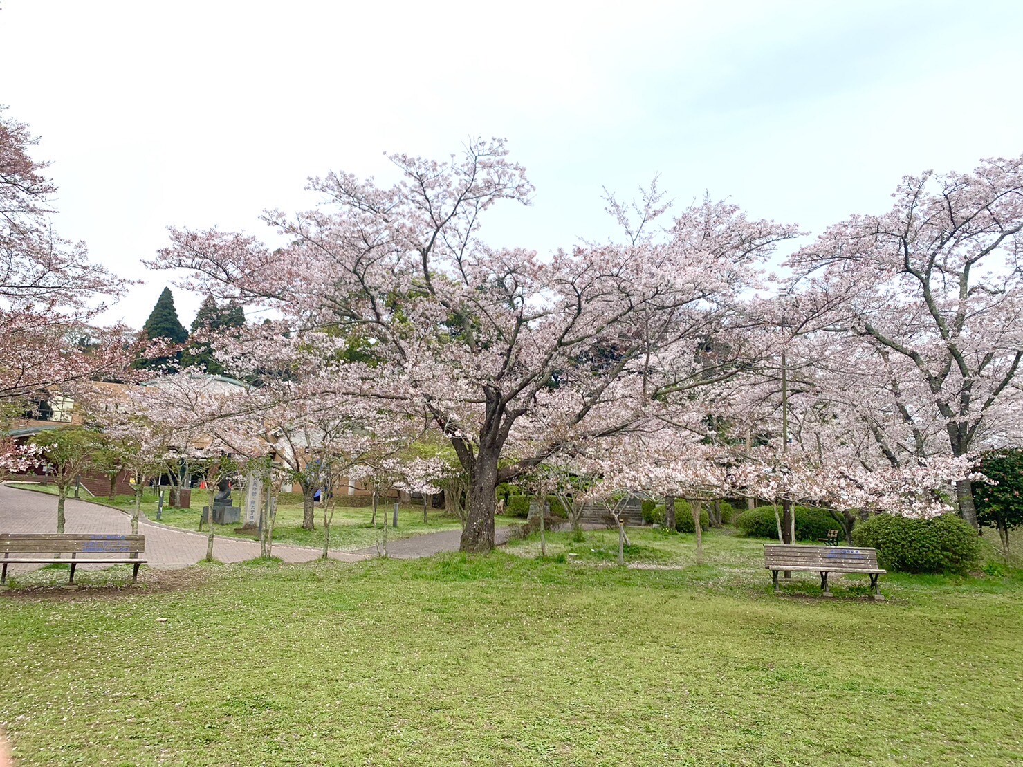 美術館側の桜1