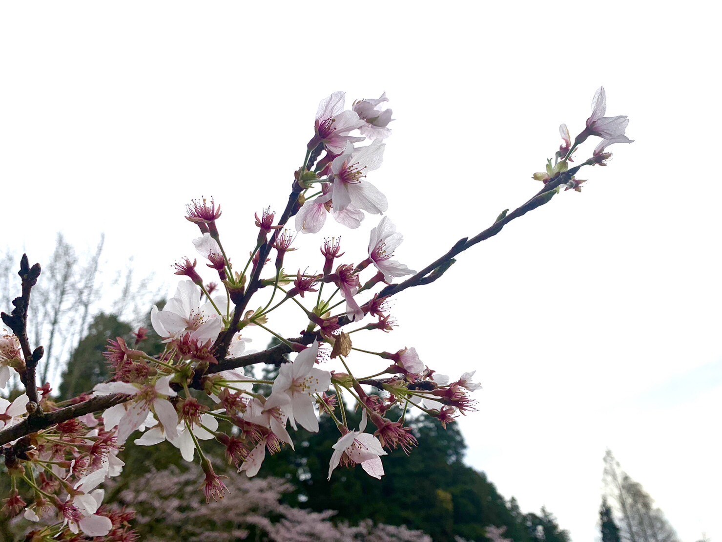 美術館側の桜2