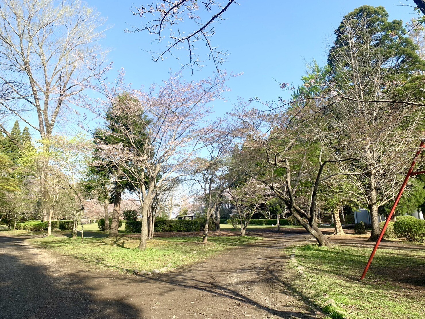 ステージ付近の桜1