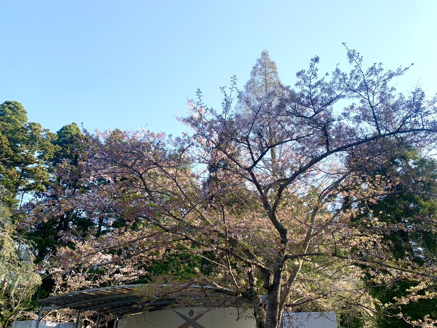 ステージ付近の桜2