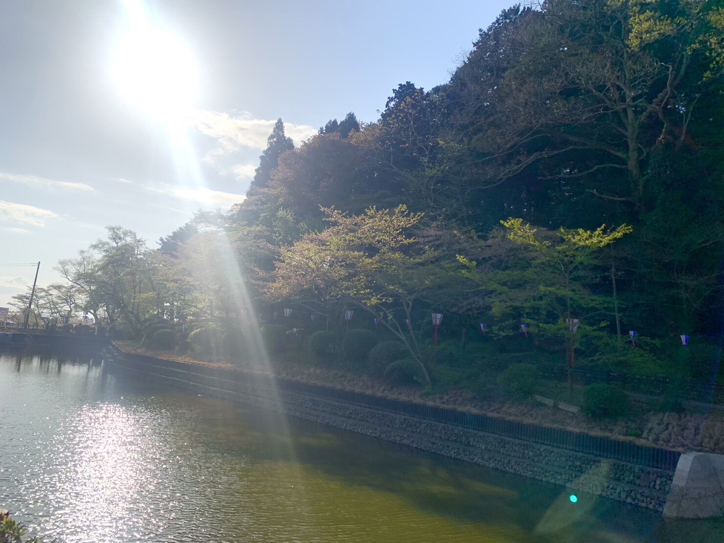 弁天湖周辺の桜