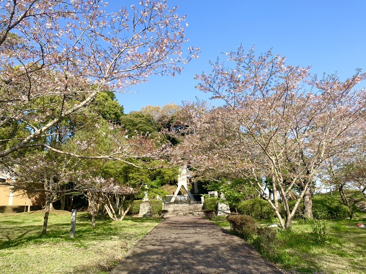 忠霊塔付近の桜