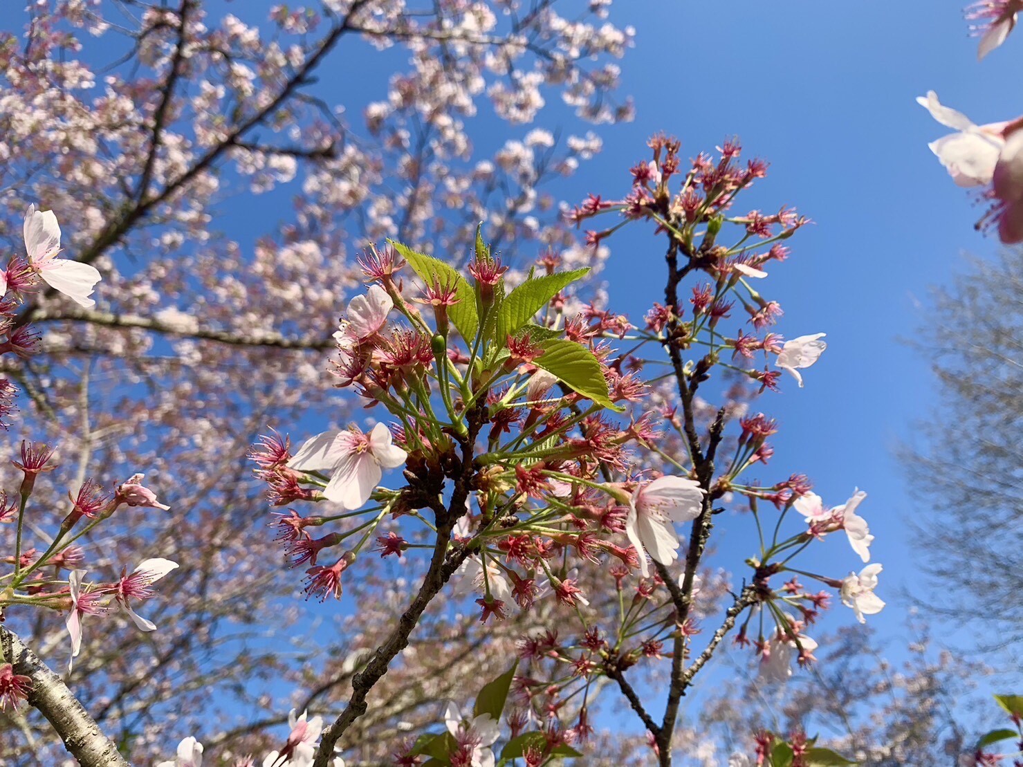 美術館側の桜2