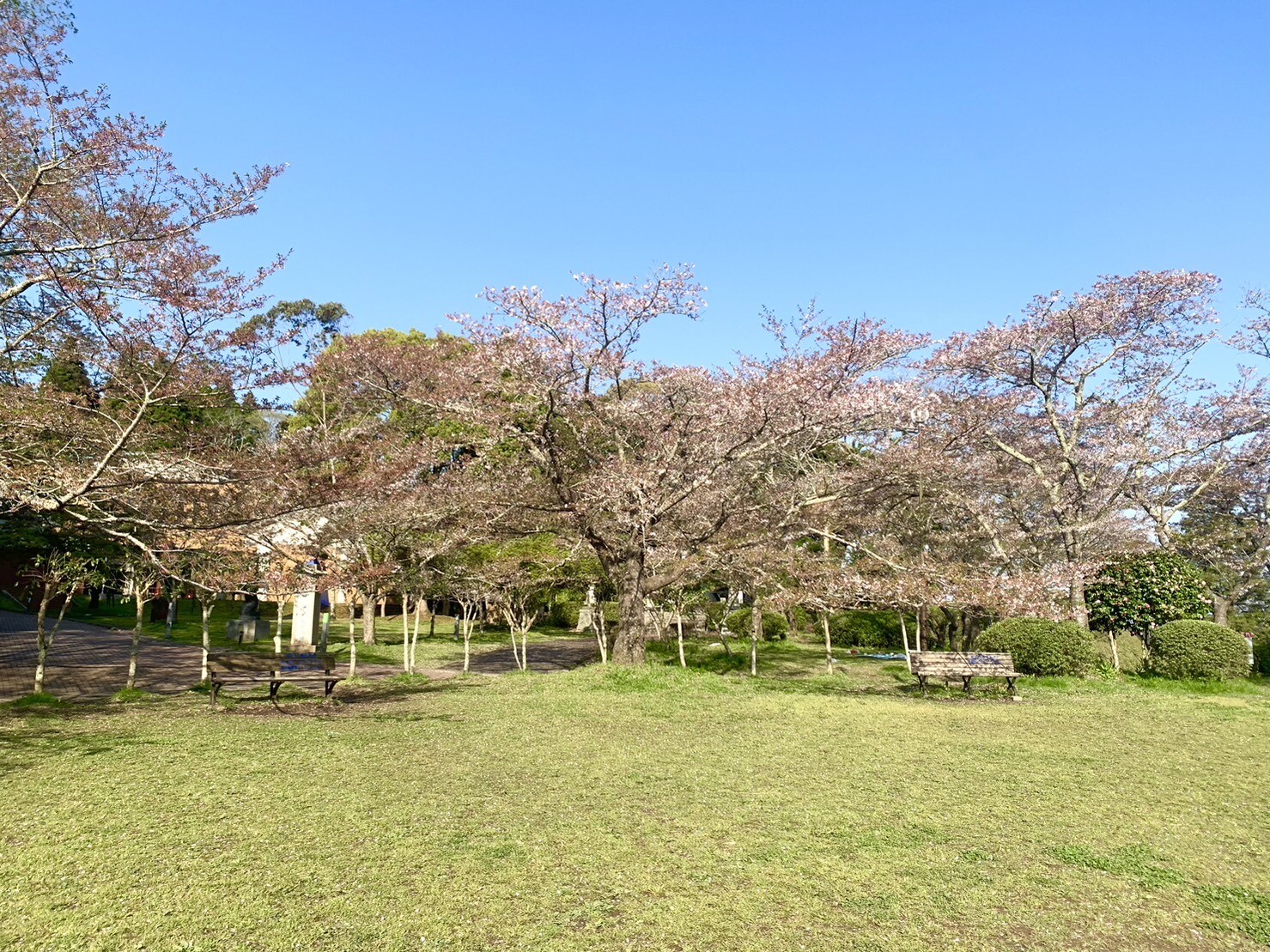 美術館側の桜1