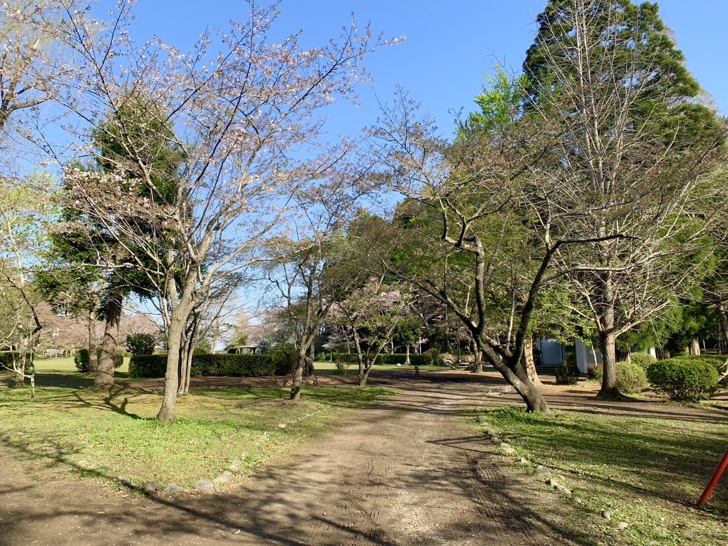 ステージ付近の桜1