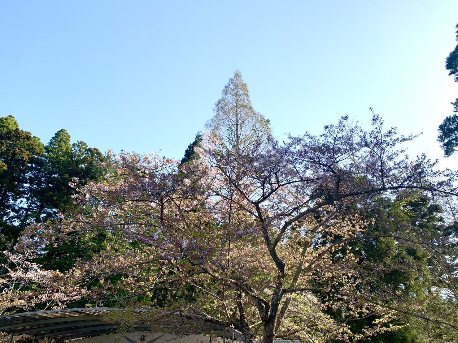 ステージ付近の桜2