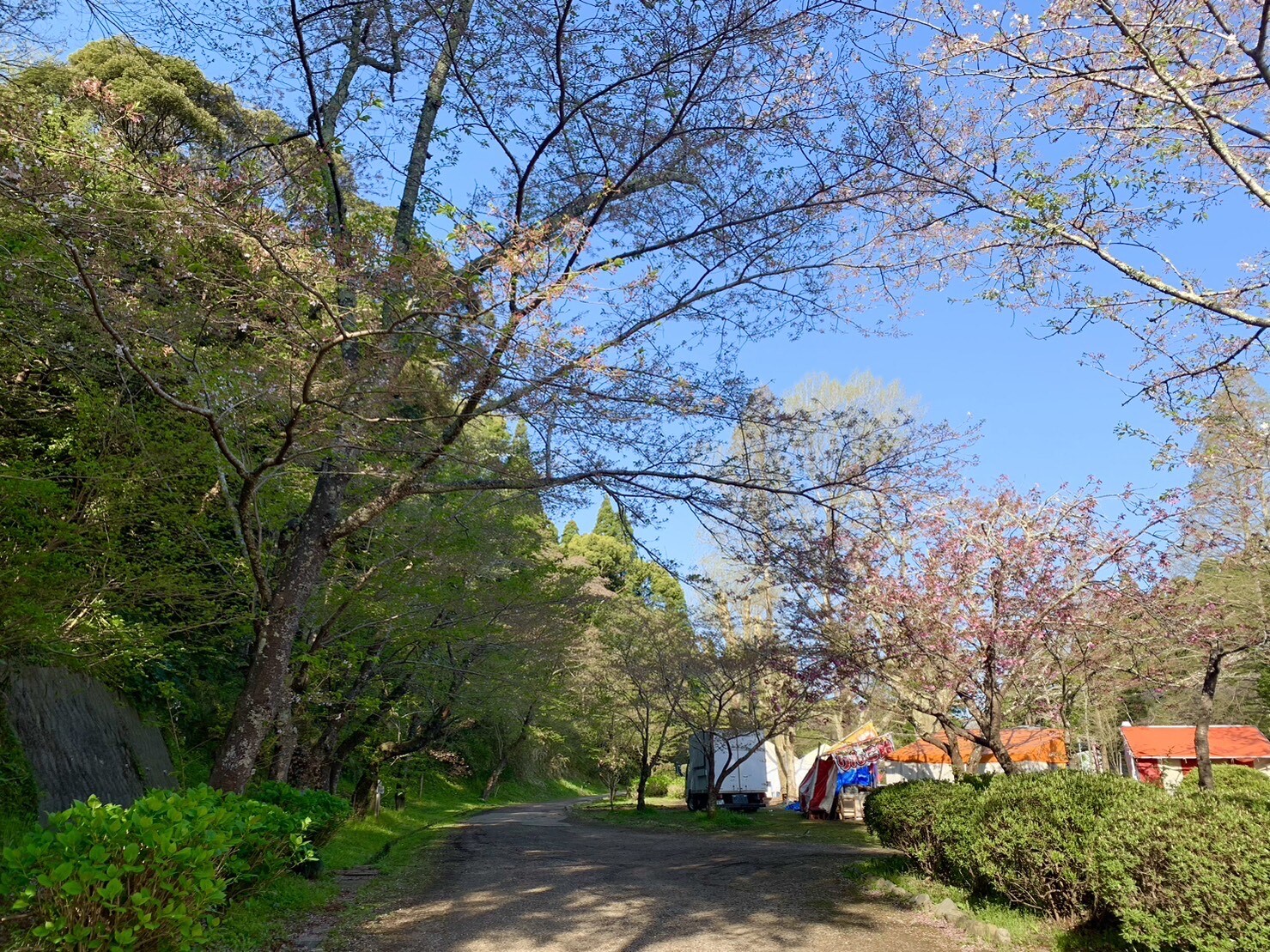 園路の桜