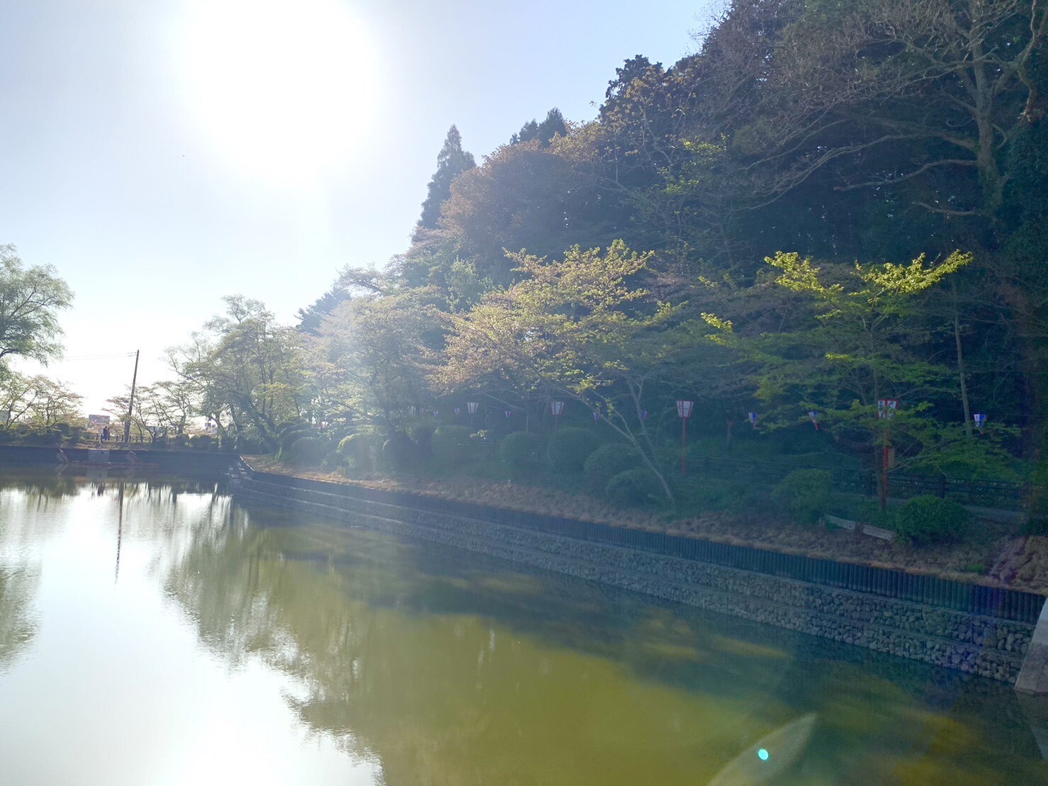 弁天湖周辺の桜