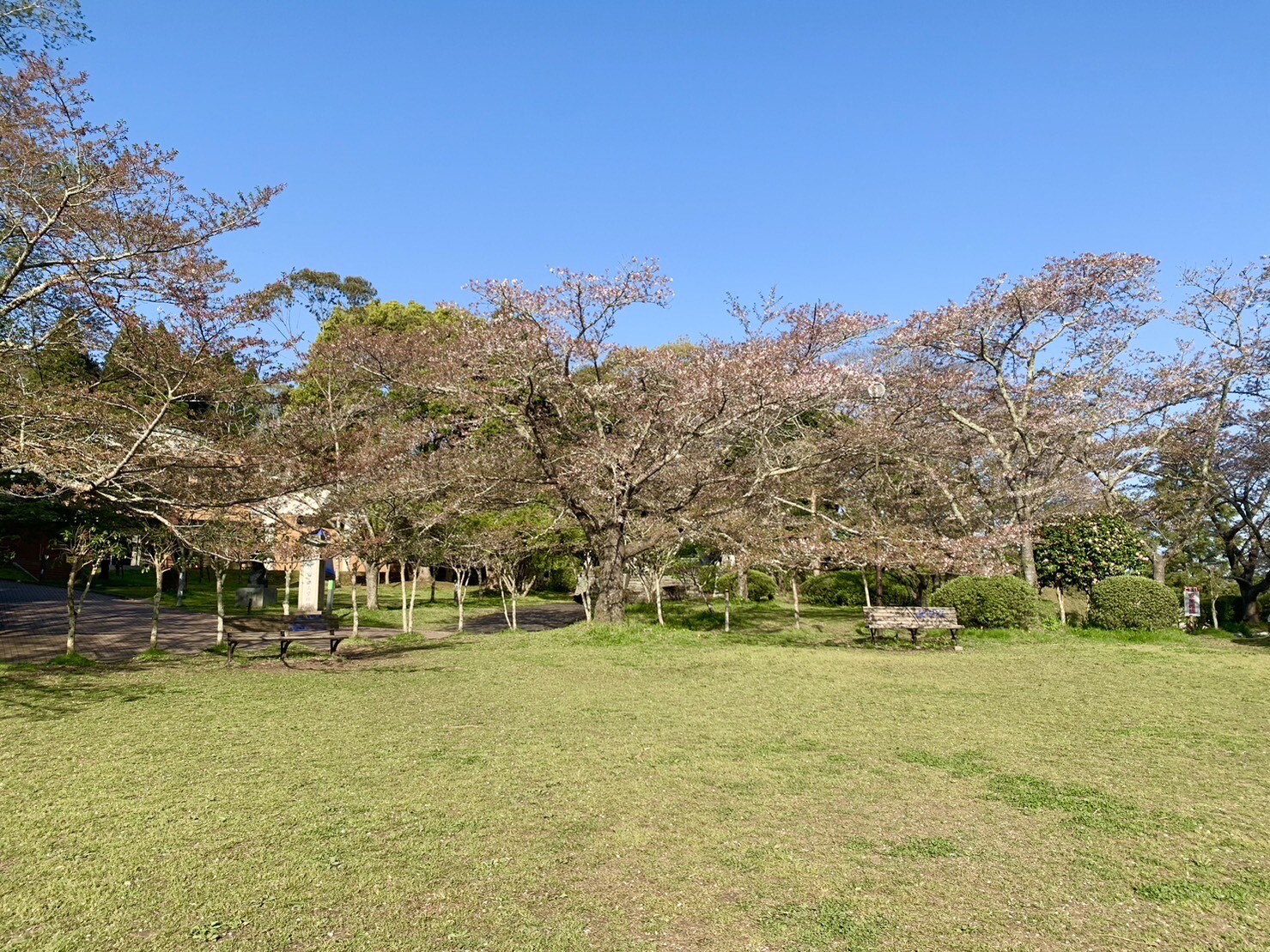 美術館側の桜1