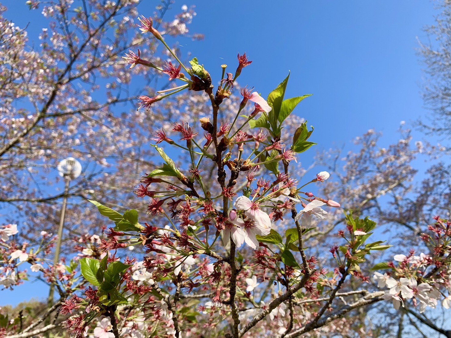 美術館側の桜2