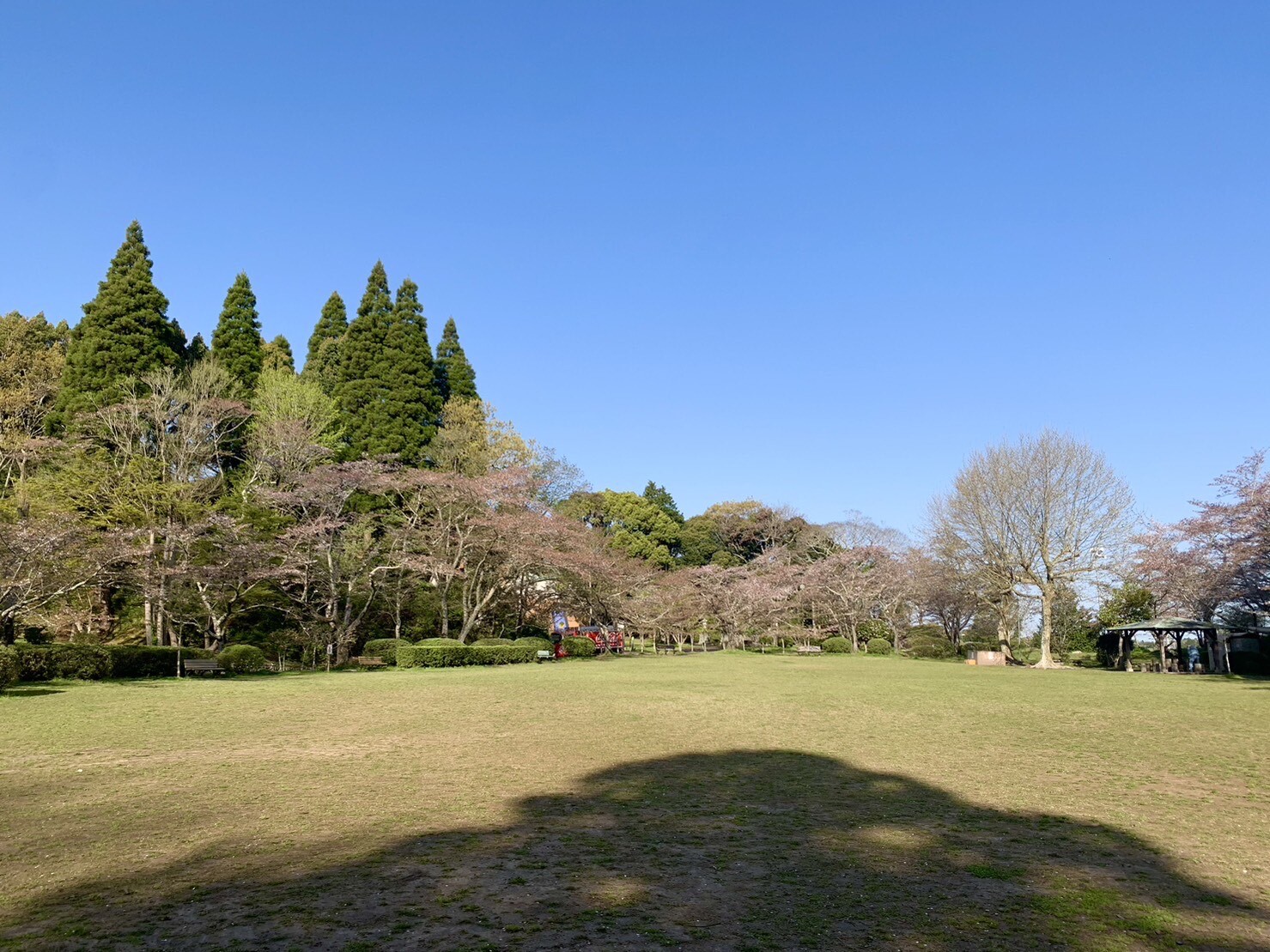 第2広場の桜