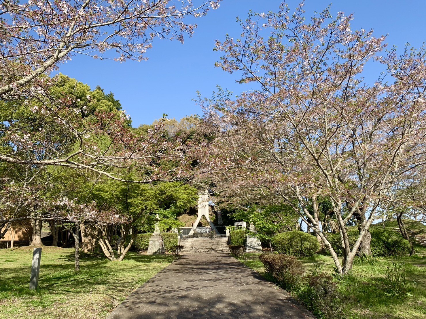 忠霊塔付近の桜