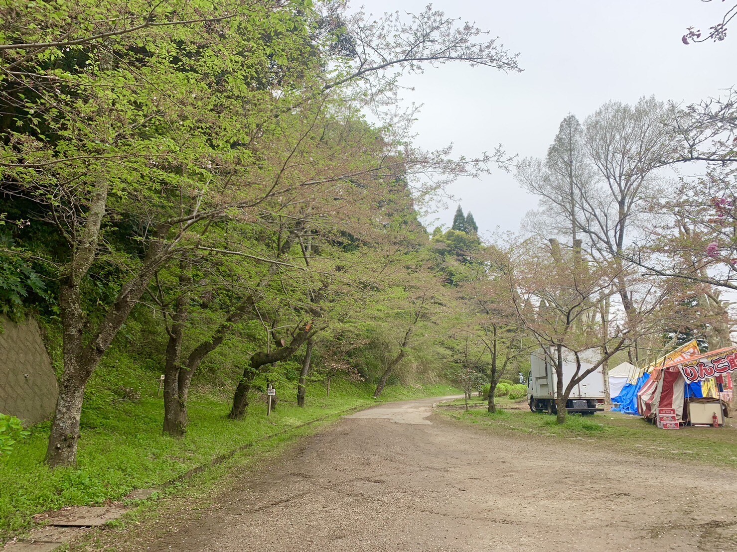 園路の桜