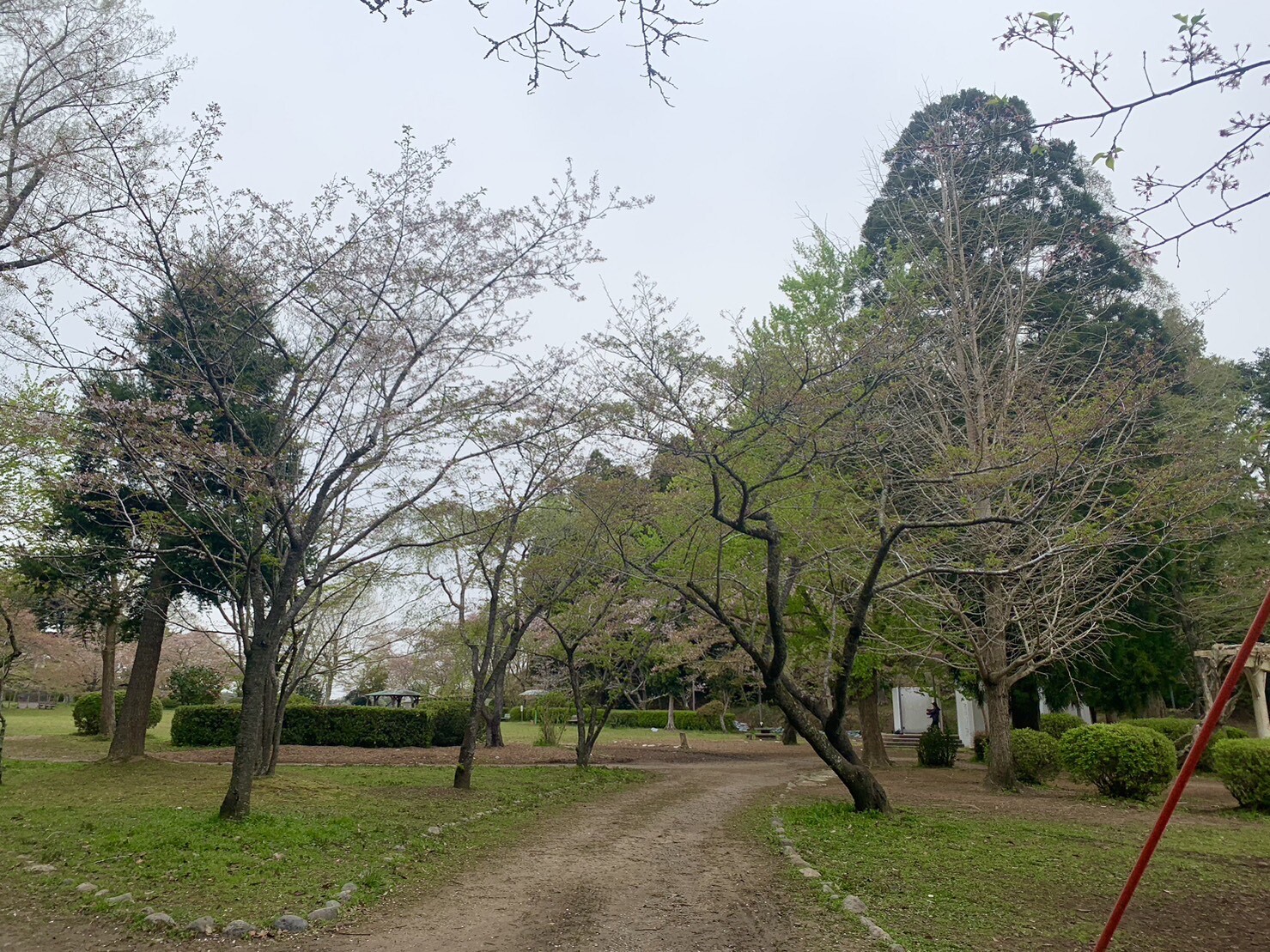 ステージ付近の桜1