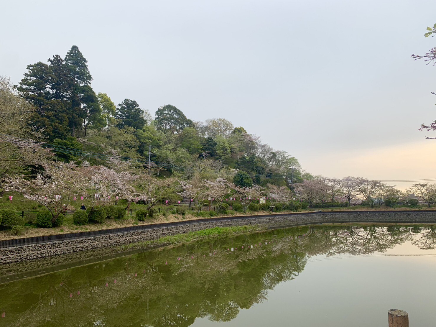 弁天湖周辺の桜1