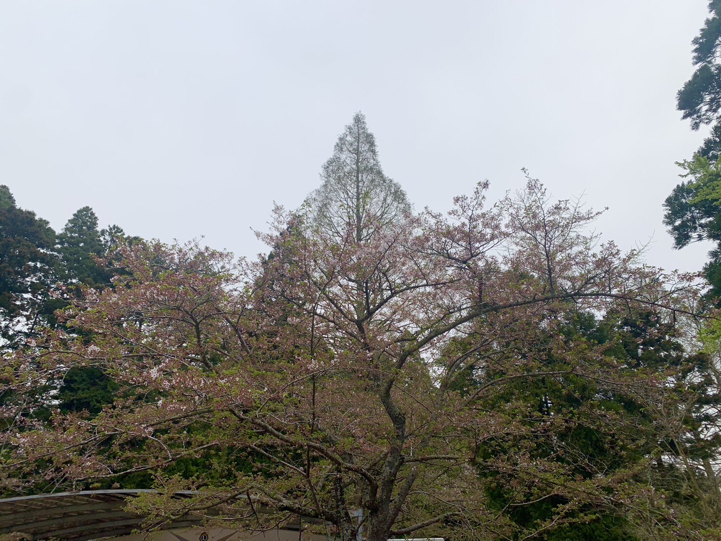 ステージ付近の桜2