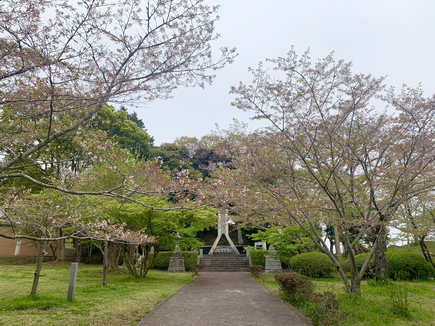 忠霊塔付近の桜