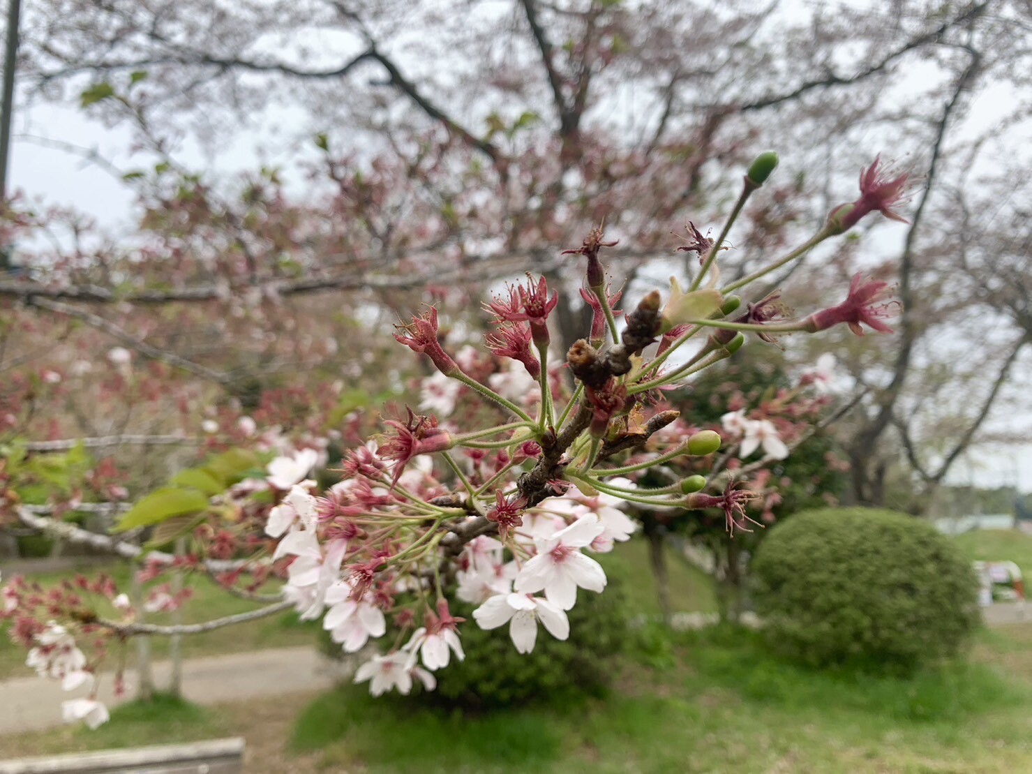 美術館側の桜2