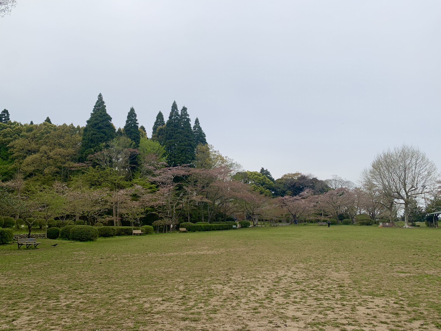 第2広場の桜