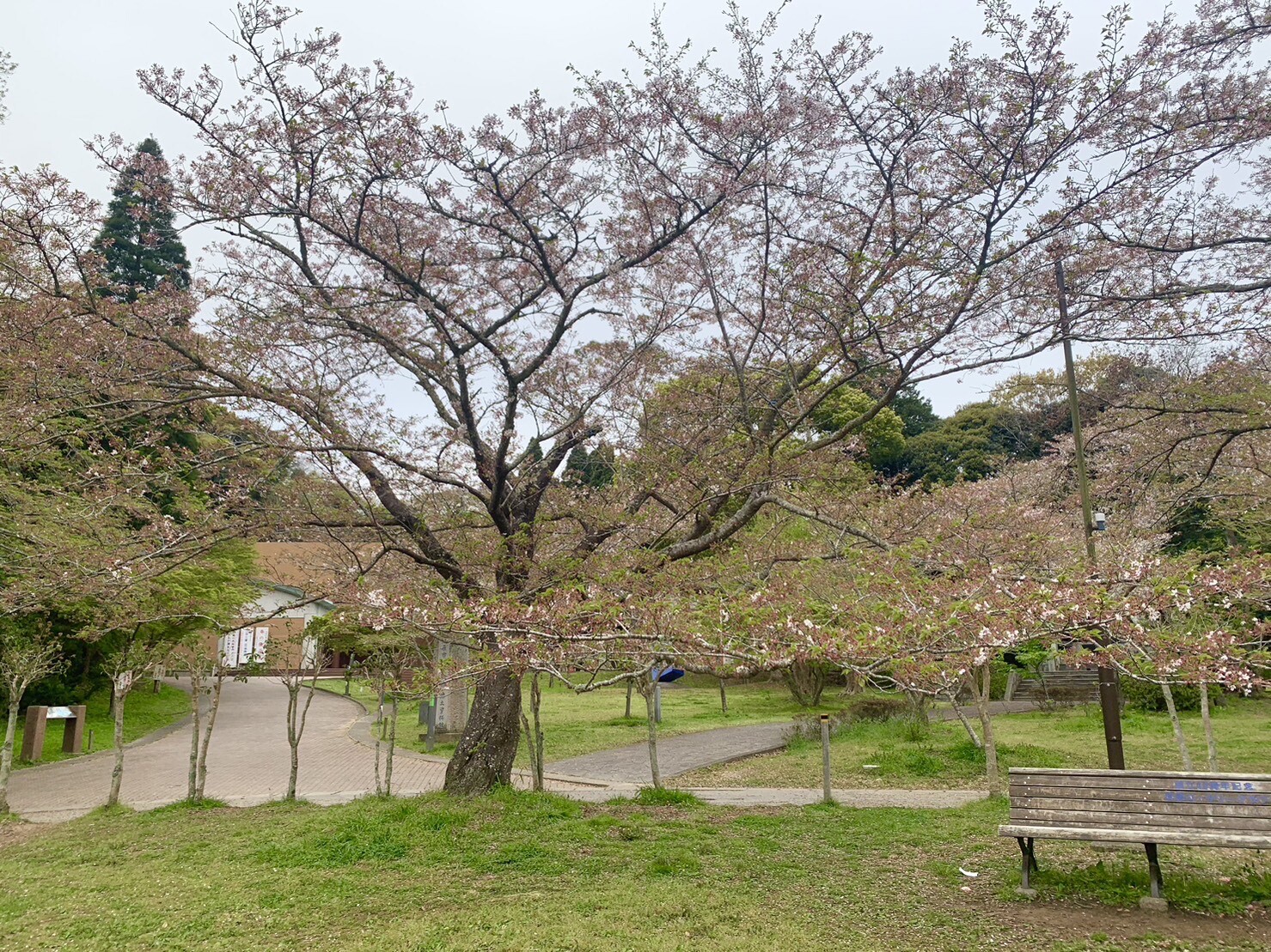 美術館側の桜1