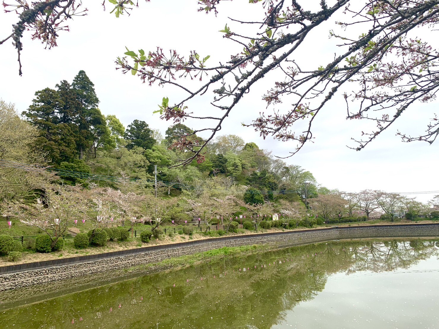 弁天湖周辺の桜1